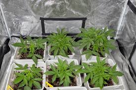 Exploring the Magic of Rainbow Kush Seeds Exploring the Magic of Rainbow Kush Seeds