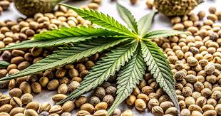 Exploring the Magic of Rainbow Kush Seeds Exploring the Magic of Rainbow Kush Seeds